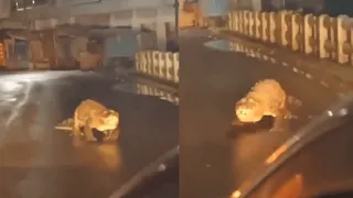 Huge Crocodile Takes Streets Of Maharashtra’s Ratnagiri; Petrified Netizens Question Authorities| Viral Video